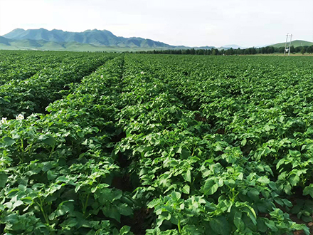 薯豐洋實(shí)驗(yàn)田展示
