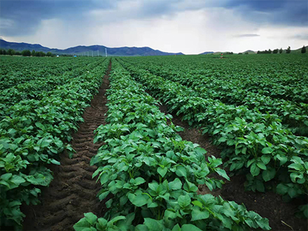 實(shí)驗(yàn)田種植地