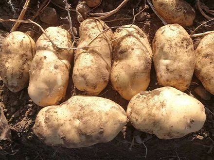 馬鈴薯也“內(nèi)卷”？