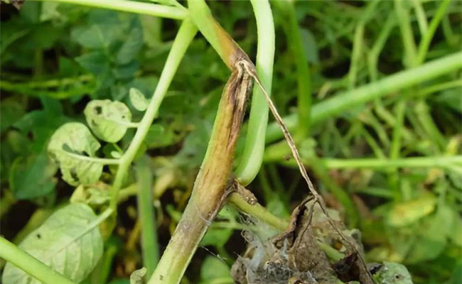 什么是馬鈴薯黑脛??？